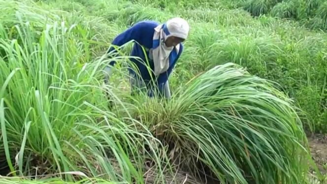 
 Harga Serai Melonjak, Petani Dong Thap Nikmati Panen Berlimpah dan Harapan Baru