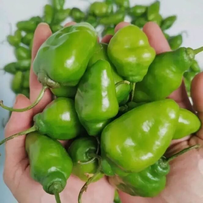 
 Trik Masak Cabe Gendot Agar Tidak Terlalu Pedas, Cocok untuk Menu Rumahan