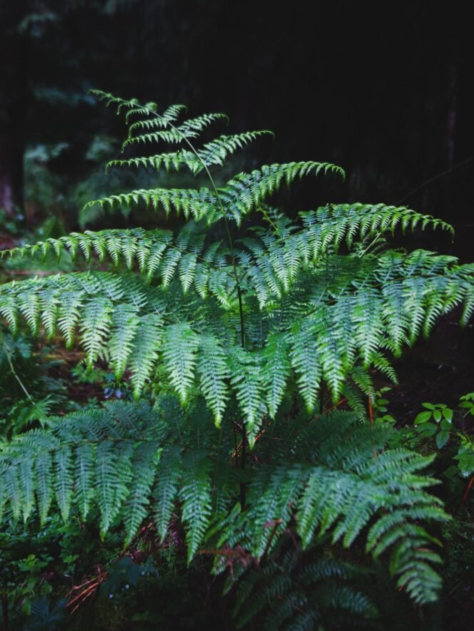 
 Tanaman Paku Mampu Ubah Logam Berat Menjadi Unsur Teknologi Canggih