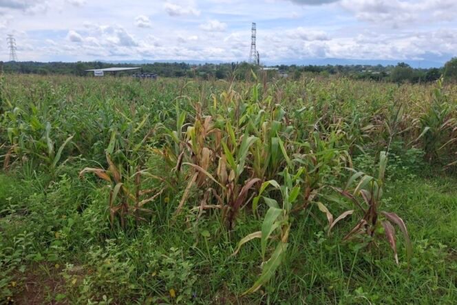 
 Dari Seremoni ke Kenyataan: Ladang Jagung di Tangerang Tak Terurus